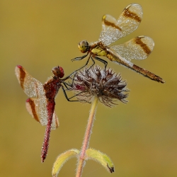 Libellen und Schmetterlinge fotografieren